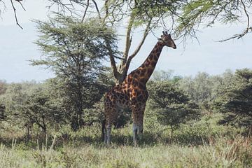 Rothschild-Giraffe von G. van Dijk