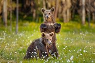 Ours brun (Ursus arctos) par Chris Stenger Aperçu