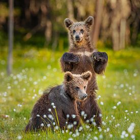 Braunbär (Ursus arctos) von Chris Stenger