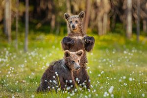 Braunbär (Ursus arctos)