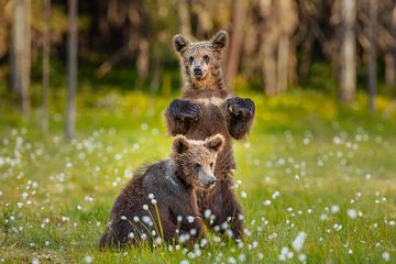Brown bear (Ursus arctos) by Chris Stenger