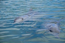 I see you by Frank's Awesome Travels