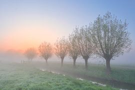 Des saules noueux dans la brume matinale au lever du soleil sur Bas Meelker