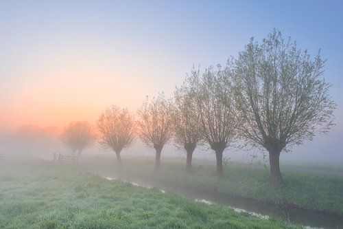 Des saules noueux dans la brume matinale au lever du soleil