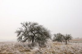 Landschap met rijp en mist bij Eigeltingen-Homberg in Hegau - district Konstanz van BlattArt - Christine Horn