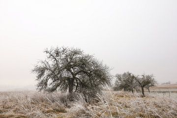 Landschap met rijp en mist bij Eigeltingen-Homberg in Hegau - district Konstanz van BlattArt - Christine Horn