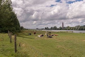 Skyline Rhenen