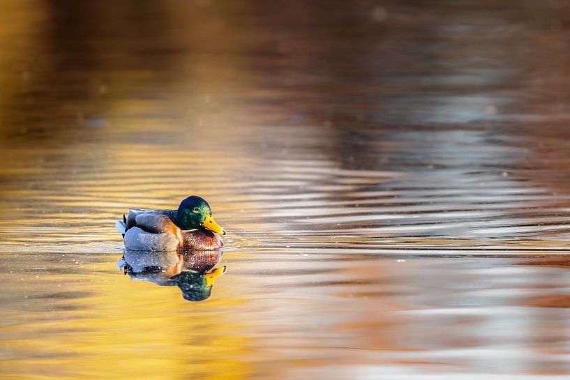 Stockente (Anas platyrhynchos) von Dirk Rüter