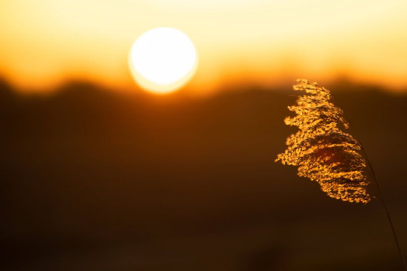 First light. by Corné Ouwehand