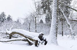De Strubben-Kniphorstbosch - Schipborg - Drenthe (Netherlands) by Marcel Kerdijk