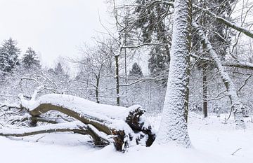 De Strubben-Kniphorstbosch - Schipborg - Drenthe (Pays-Bas)