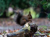 Squirrel