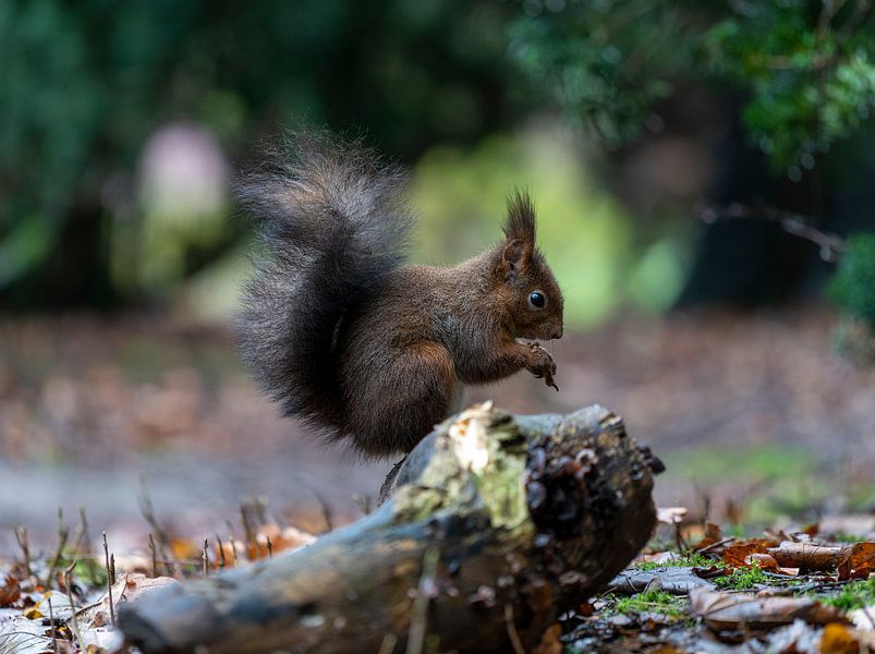 Squirrel by iljan wakker