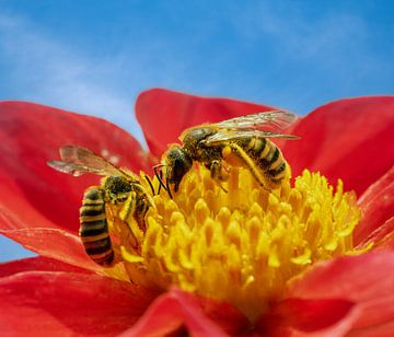 Abeilles sillonneuses sur la fleur d'un dahlia rouge sur ManfredFotos