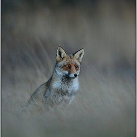 wunderbare Erde photo de profil