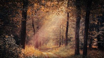 Herfst bos van Richard Kamphuis