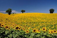 Zonnebloemenveld  van Annelies van der Vliet thumbnail