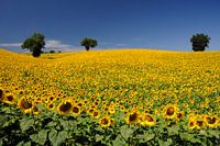 Sunflower Field 