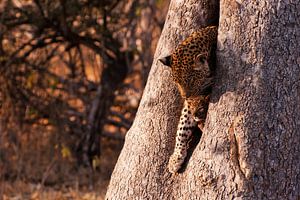 Leopard mom with cub sur Lotje Hondius