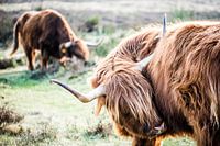 Scottish Highlander