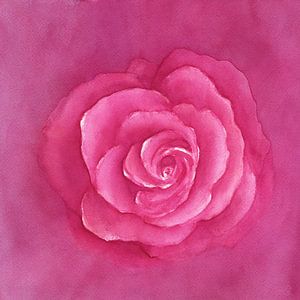 Traum einer Rose