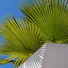 Feuilles de palmier, ciel bleu et mur blanc 1 sur Adriana Mueller