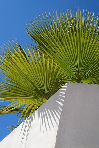 Palmblätter, blauer Himmel und weiße Mauer 1