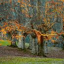Basque Trees by Lars van de Goor thumbnail