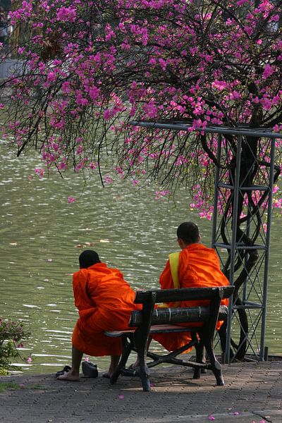 Blossom by Paul Optenkamp