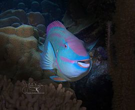 Portret van papegaaivissen, Bonaire van Joseph M. Bowen Photography