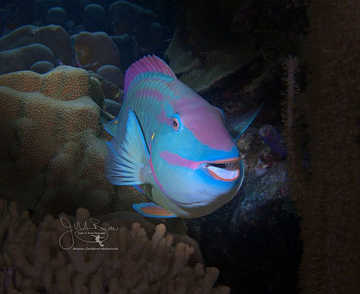 Parrotfish Portrait, Bonaire by Joseph M. Bowen Photography