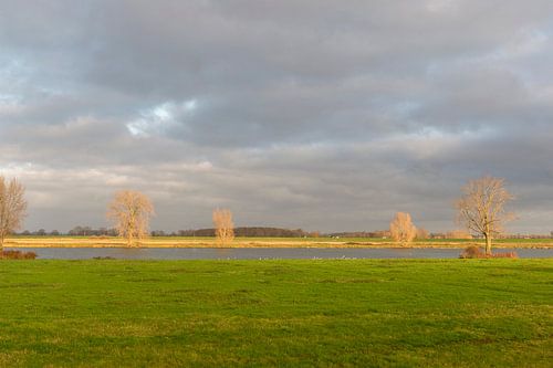 Aan de waterkant de zon schijnt op de kale bomen