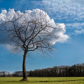 Cloudy Tree van Tonko Oosterink