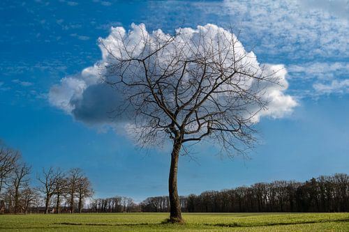 Cloudy Tree van Tonko Oosterink