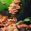 Des champignons féeriques dans la forêt d'automne sur Thomas Jäger