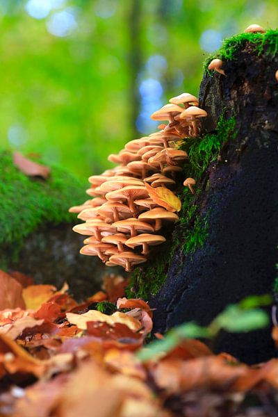 Des champignons féeriques dans la forêt d'automne par Thomas Jäger