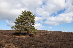 Veluwezoom-Posbank Arbre avec nuages sur Zwoele Plaatjes