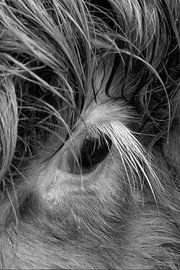 Schotse hooglanders kalfje oog met wimper zwart wit van Truckpowerr