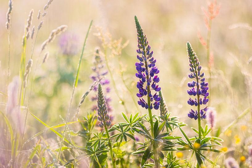 Lupines by Daniela Beyer