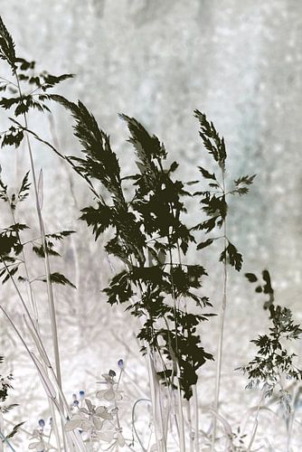 Grassen in Grasland 4. Botanische prenten.