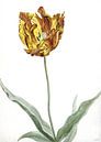 Tulpe, anonymer Künstler um 1700 von Het Archief Miniaturansicht