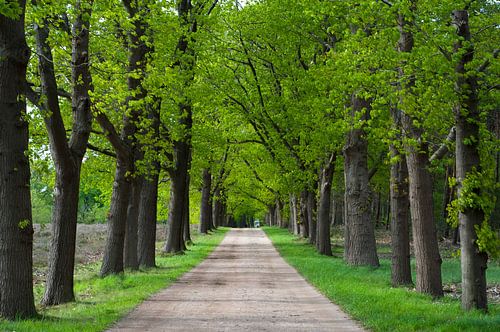 Groene laan