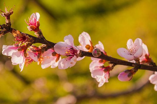 Cerises de vigne III