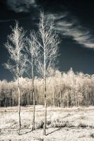 Mystical surreal autumn landscape in infrared with dramatic dark sky. Infrared photo print.