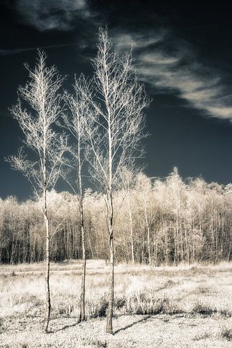 Mystische surreale Herbstlandschaft in Infrarot mit dramatisch dunklem Himmel. Infrarot-Fotodruck.