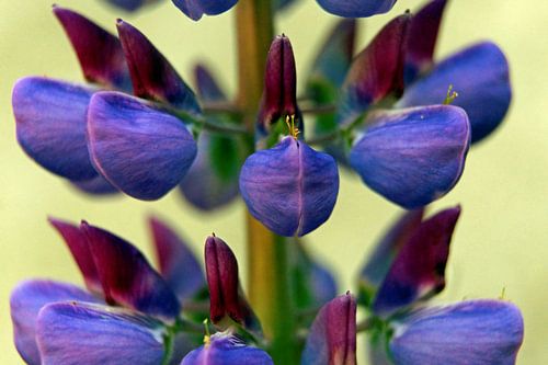 De structuur van de Lupine ( macrofotografie)