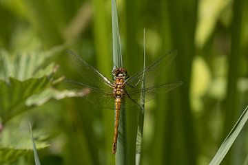 De steenrode heidelibel (Sympetrum vulgatum) is een echte libel uit de familie van de korenbouten (L