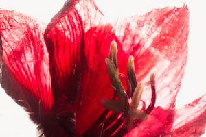 Amaryllis in Eis 1