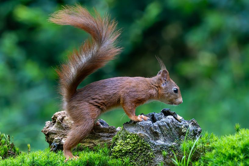 Eichhörnchen von Gerard Vegt