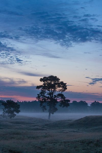 Sunrise the lone tree at Heidestein Utrechtse Heuvelrug. by Peter Haastrecht, van